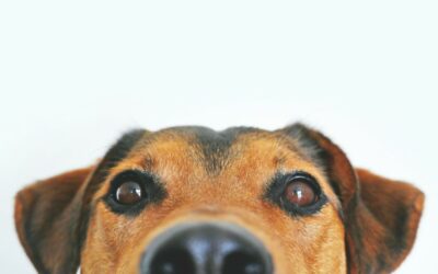 Chiens non admis